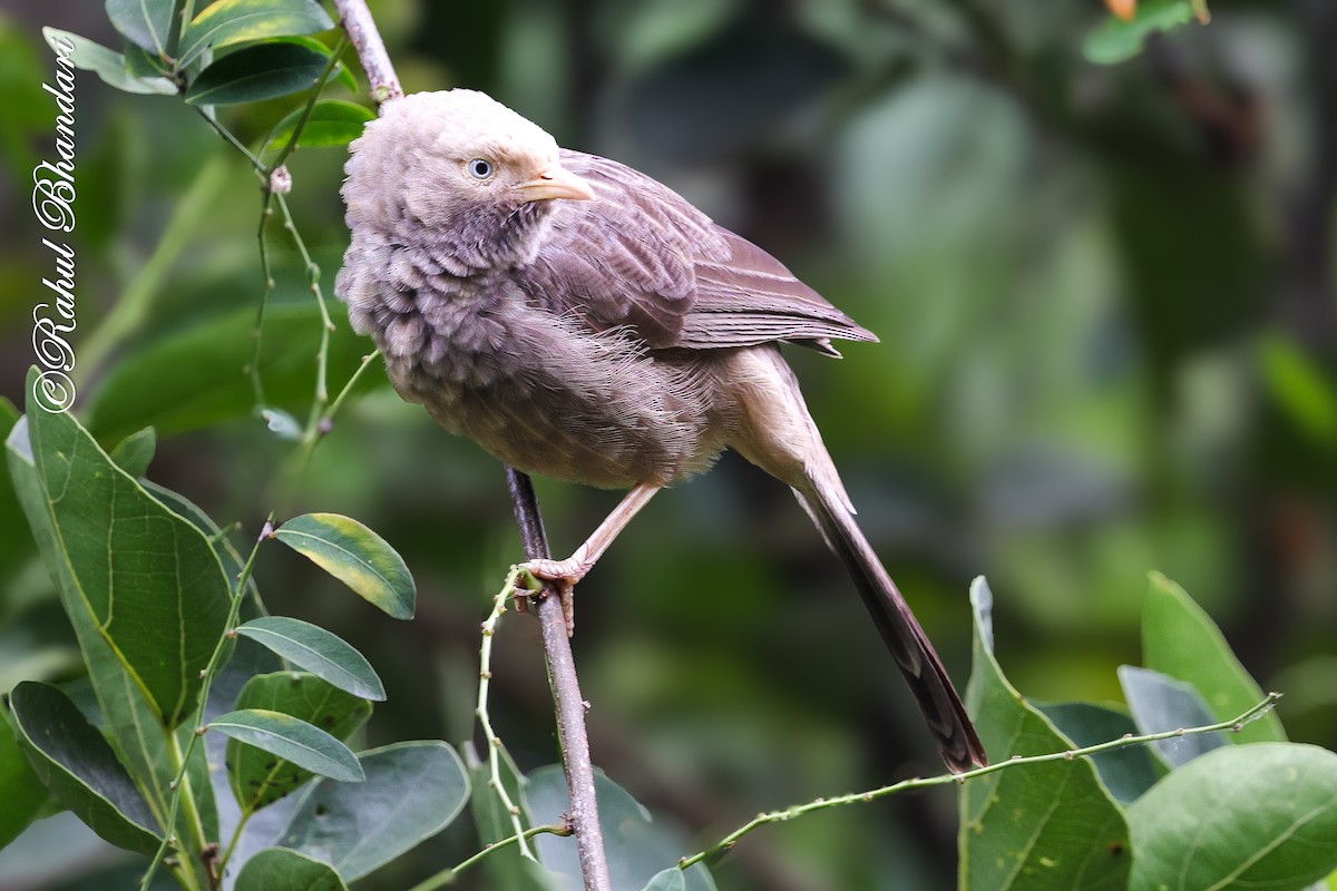 gulnebbskriketrost - ML644650718