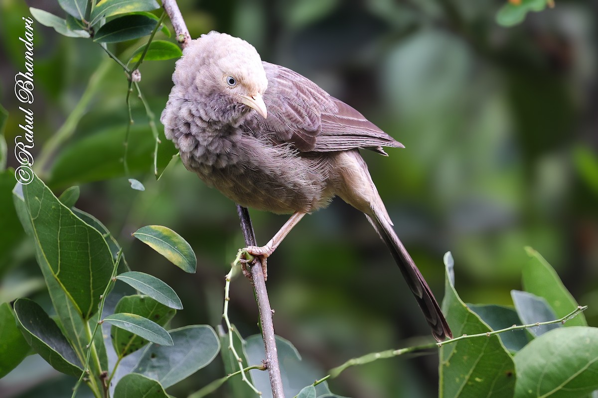 gulnebbskriketrost - ML644650719