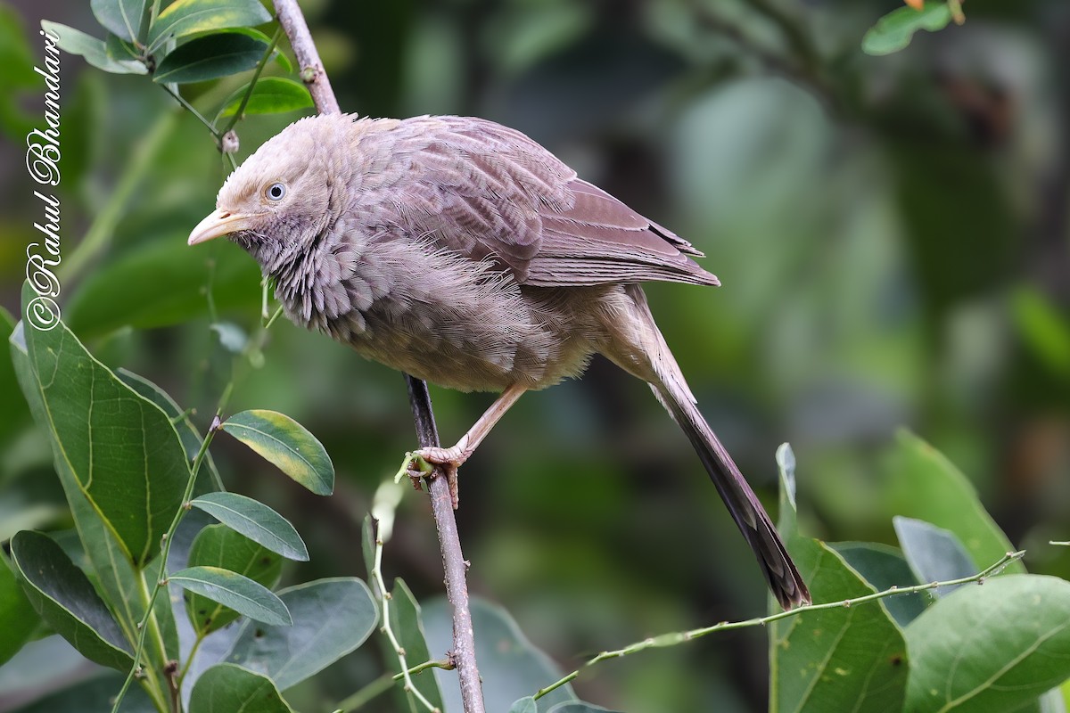 gulnebbskriketrost - ML644650720