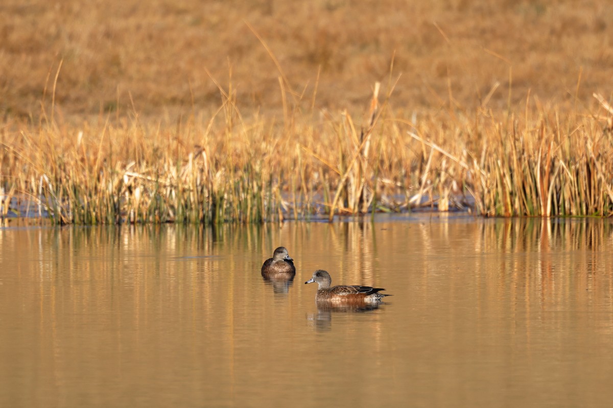 Свищ американський - ML644650721