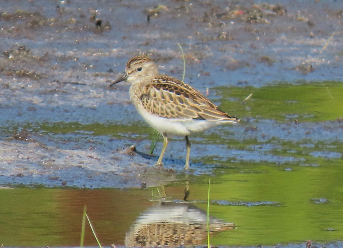 Least Sandpiper - ML644650734