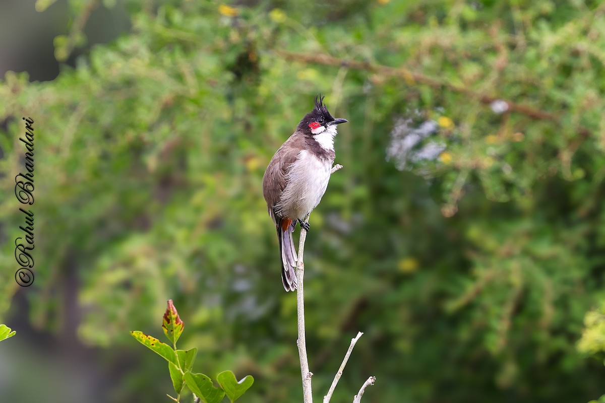 rødørebylbyl - ML644650736