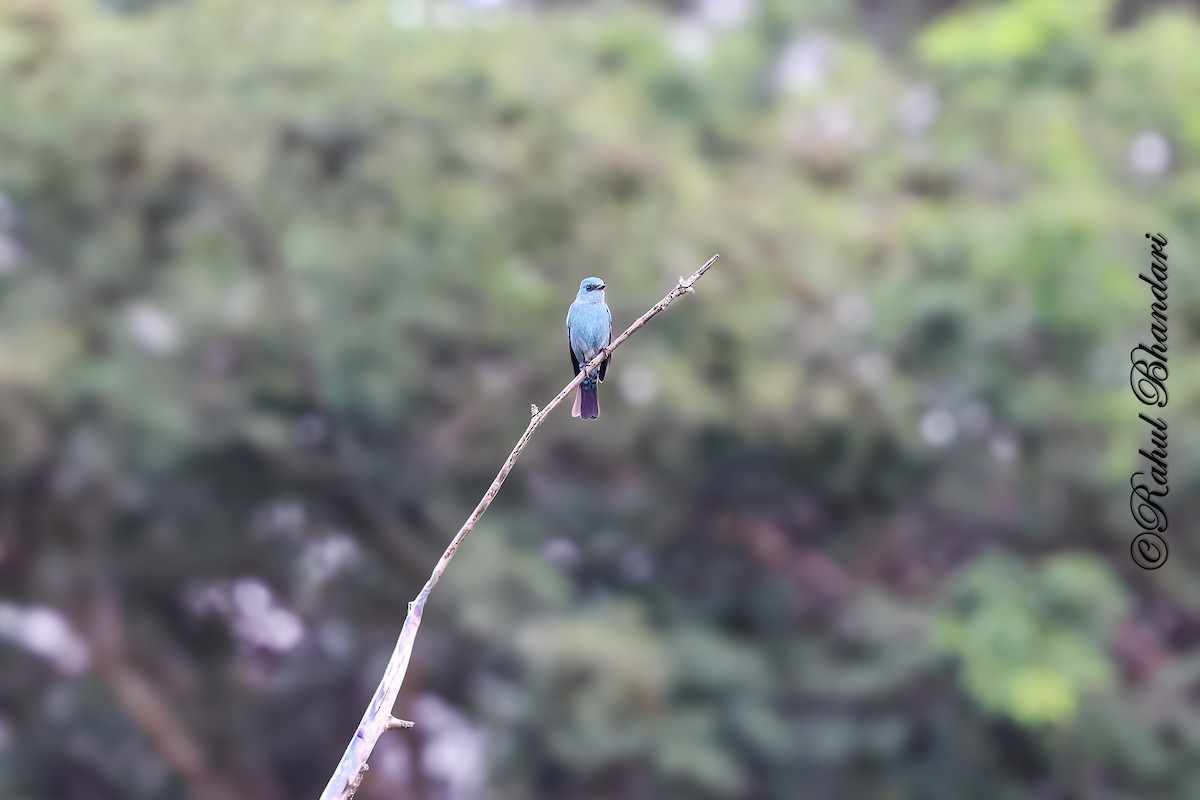 talassinfluesnapper - ML644650740