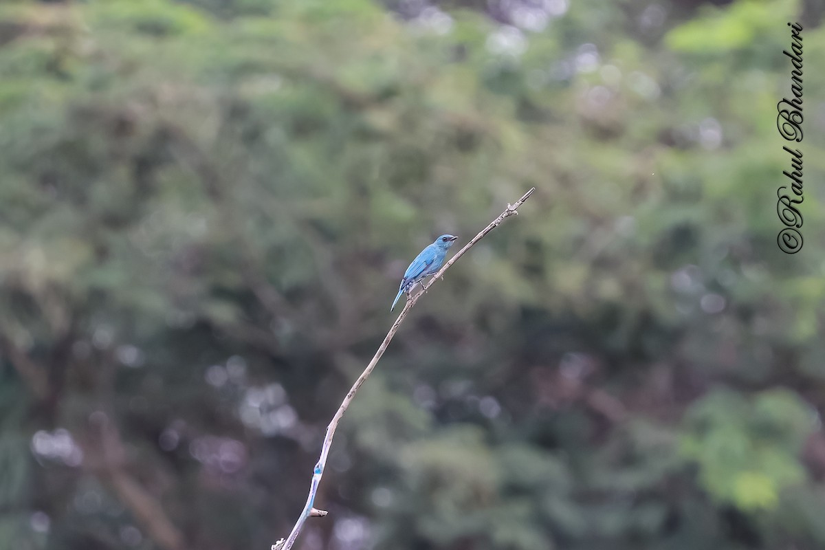 Мухоловка бірюзова - ML644650741