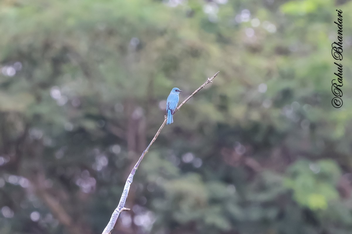 Мухоловка бірюзова - ML644650742