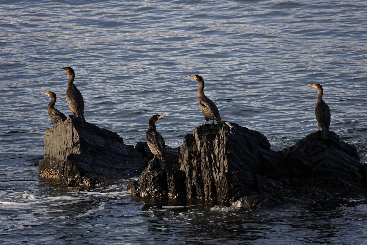 Cormoran à aigrettes - ML644650743