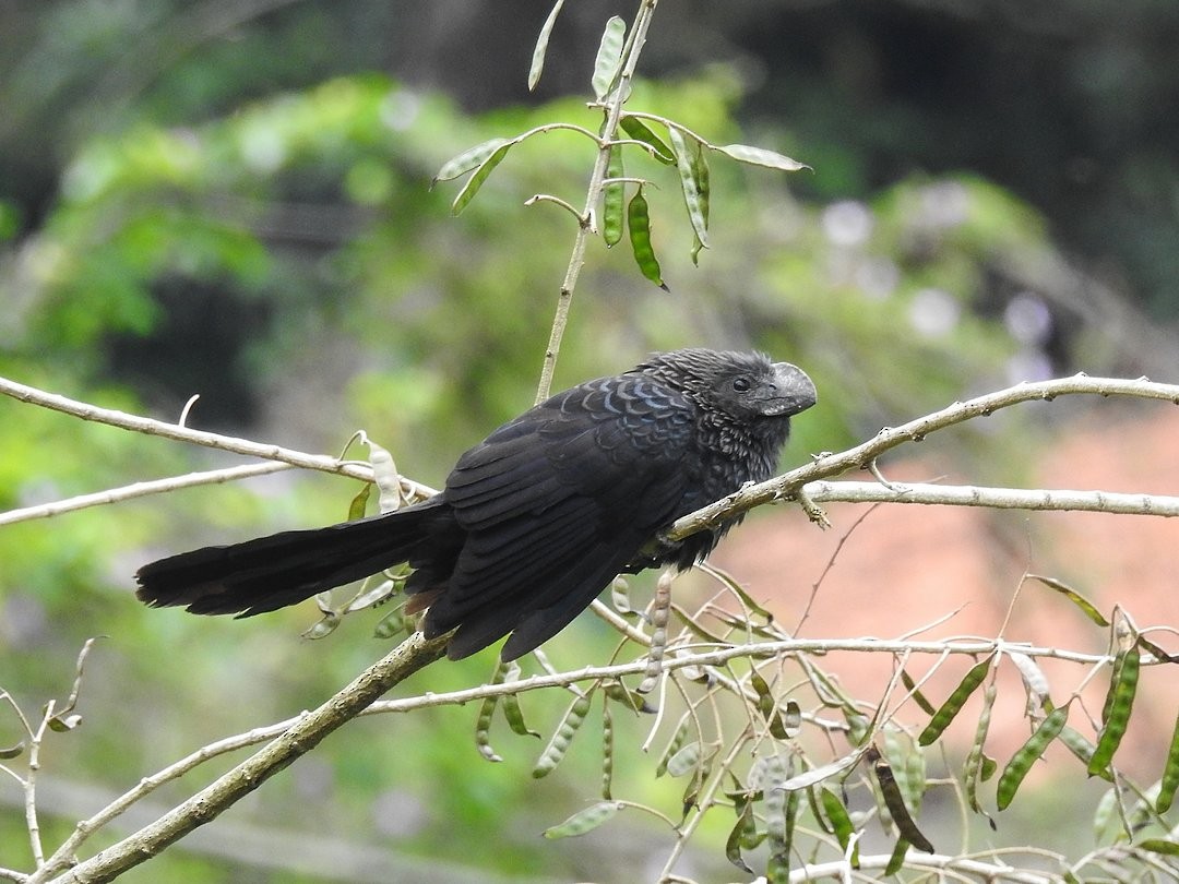 Smooth-billed Ani - ML644650758