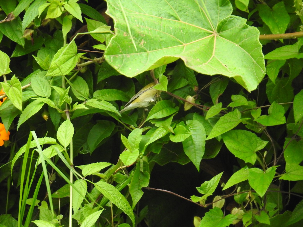 Tennessee Warbler - ML644650759