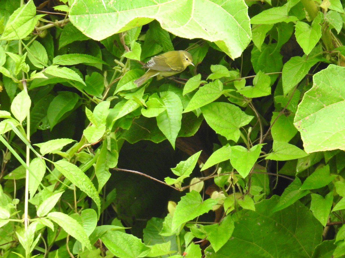 Tennessee Warbler - ML644650760