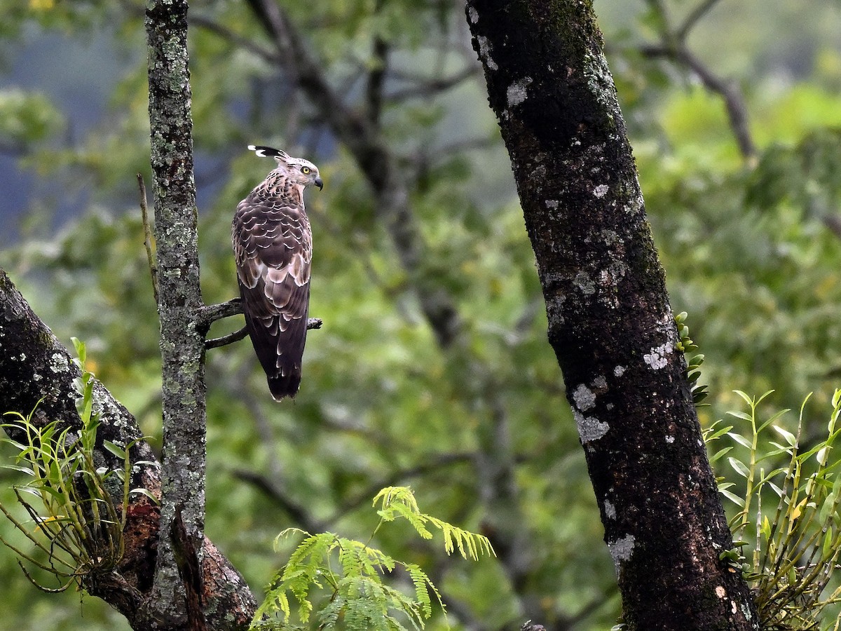 Шуляк азійський - ML644650762