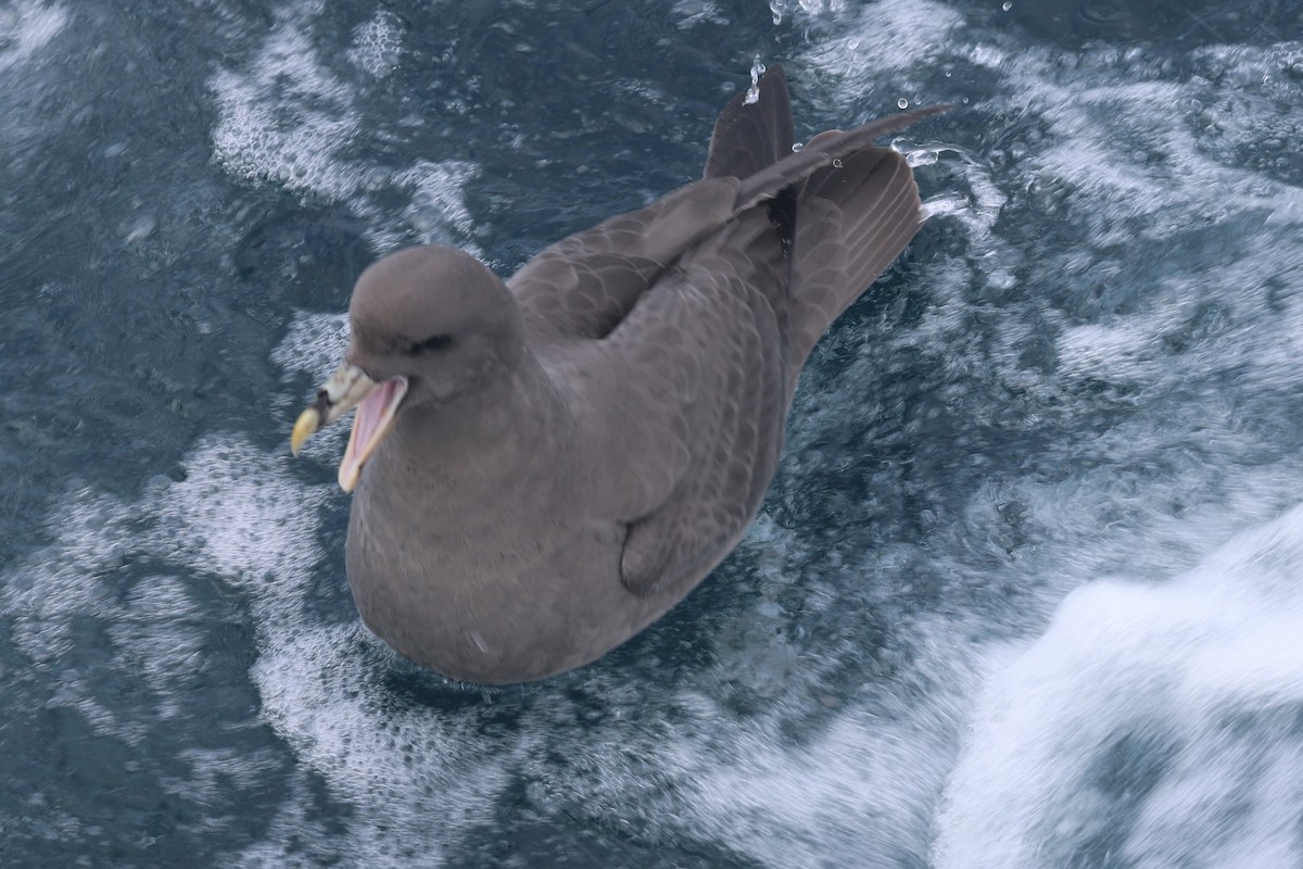 暴風鸌 - ML644650763