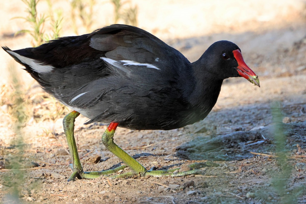 amerikasivhøne - ML644650773