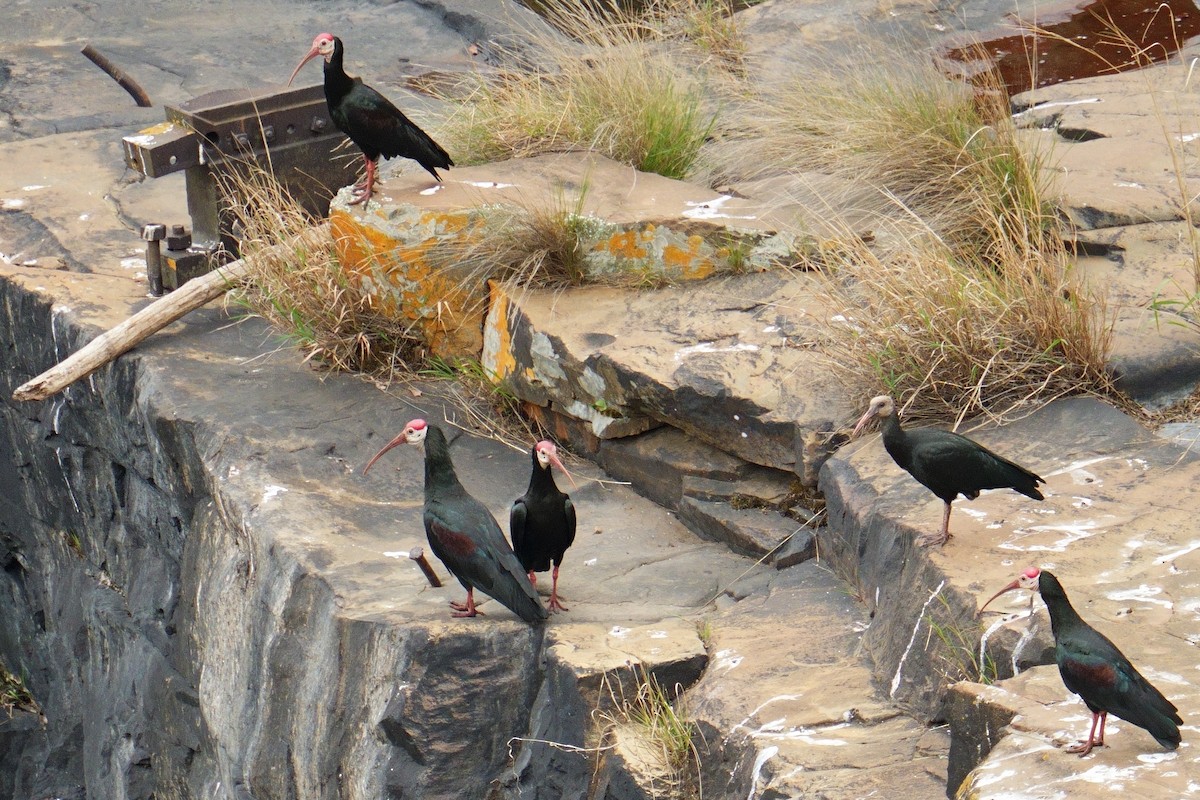 Southern Bald Ibis - ML644650784