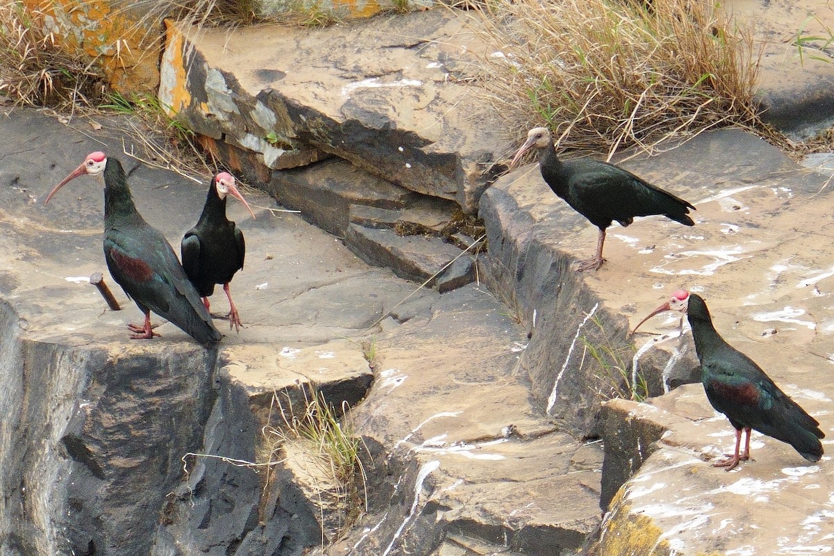 Southern Bald Ibis - ML644650785