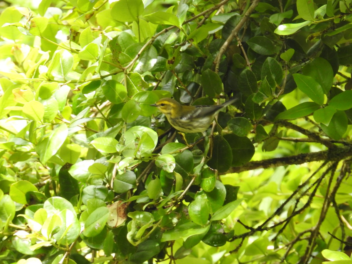 Paruline de Townsend - ML644650786