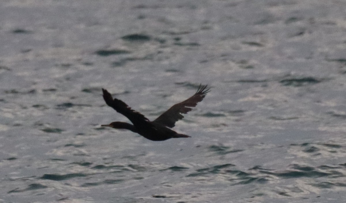 ヨーロッパヒメウ - ML644650787