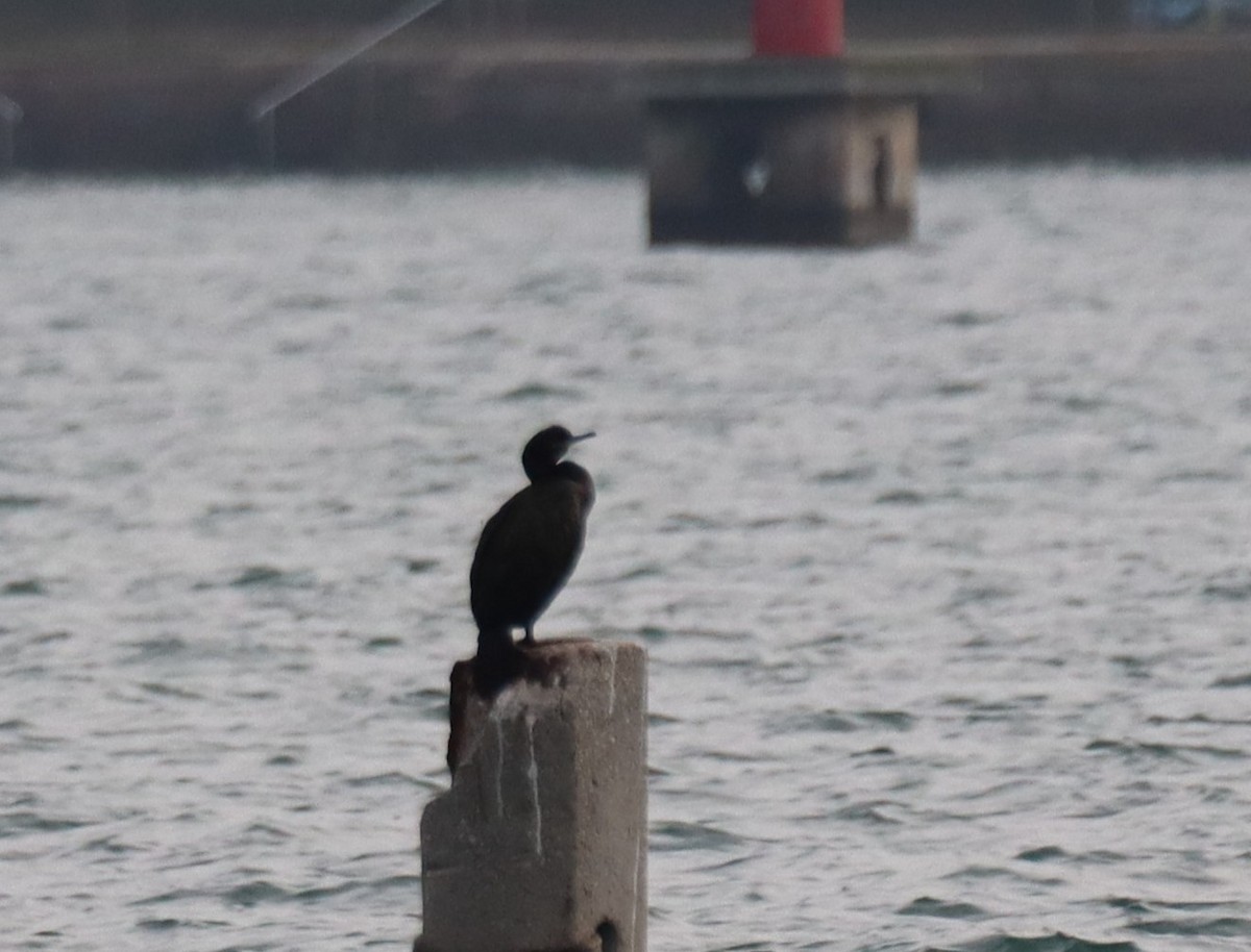 ヨーロッパヒメウ - ML644650788