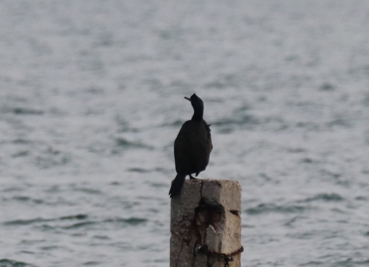 ヨーロッパヒメウ - ML644650789