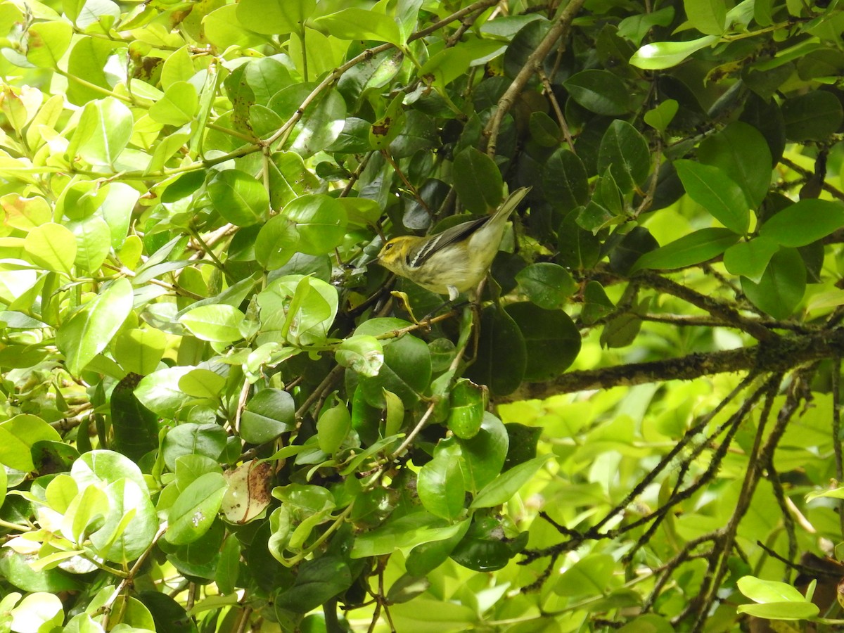 Paruline de Townsend - ML644650790