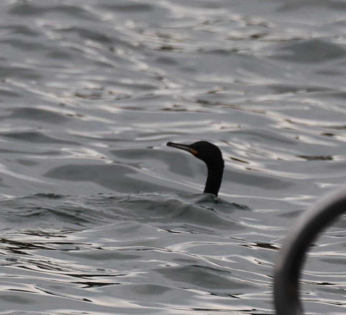 ヨーロッパヒメウ - ML644650791