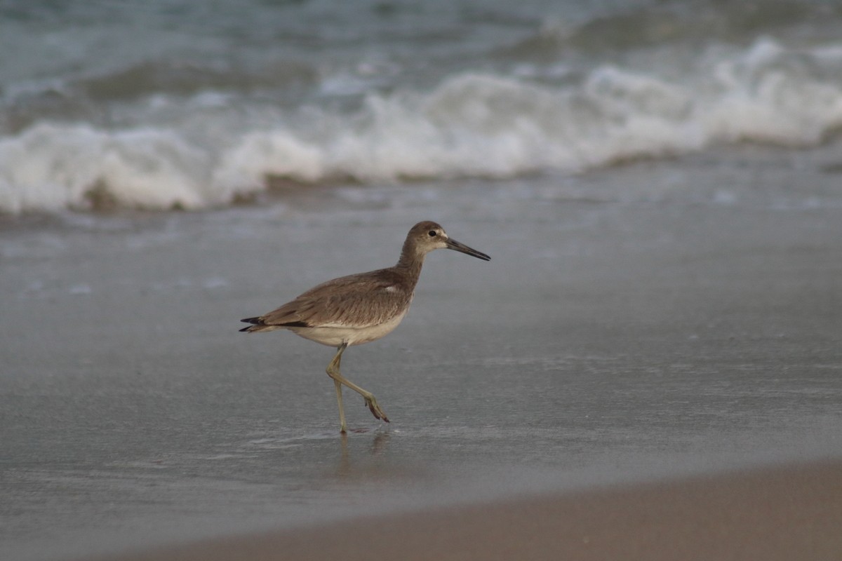 Willet - ML644650795