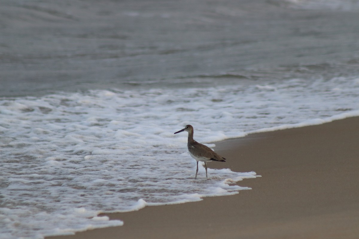 Chevalier semipalmé - ML644650796