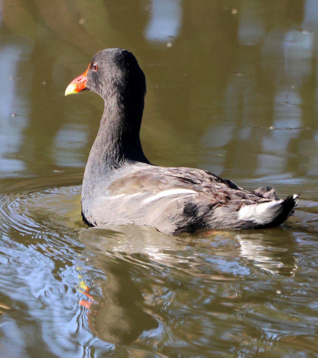 amerikasivhøne - ML644650800