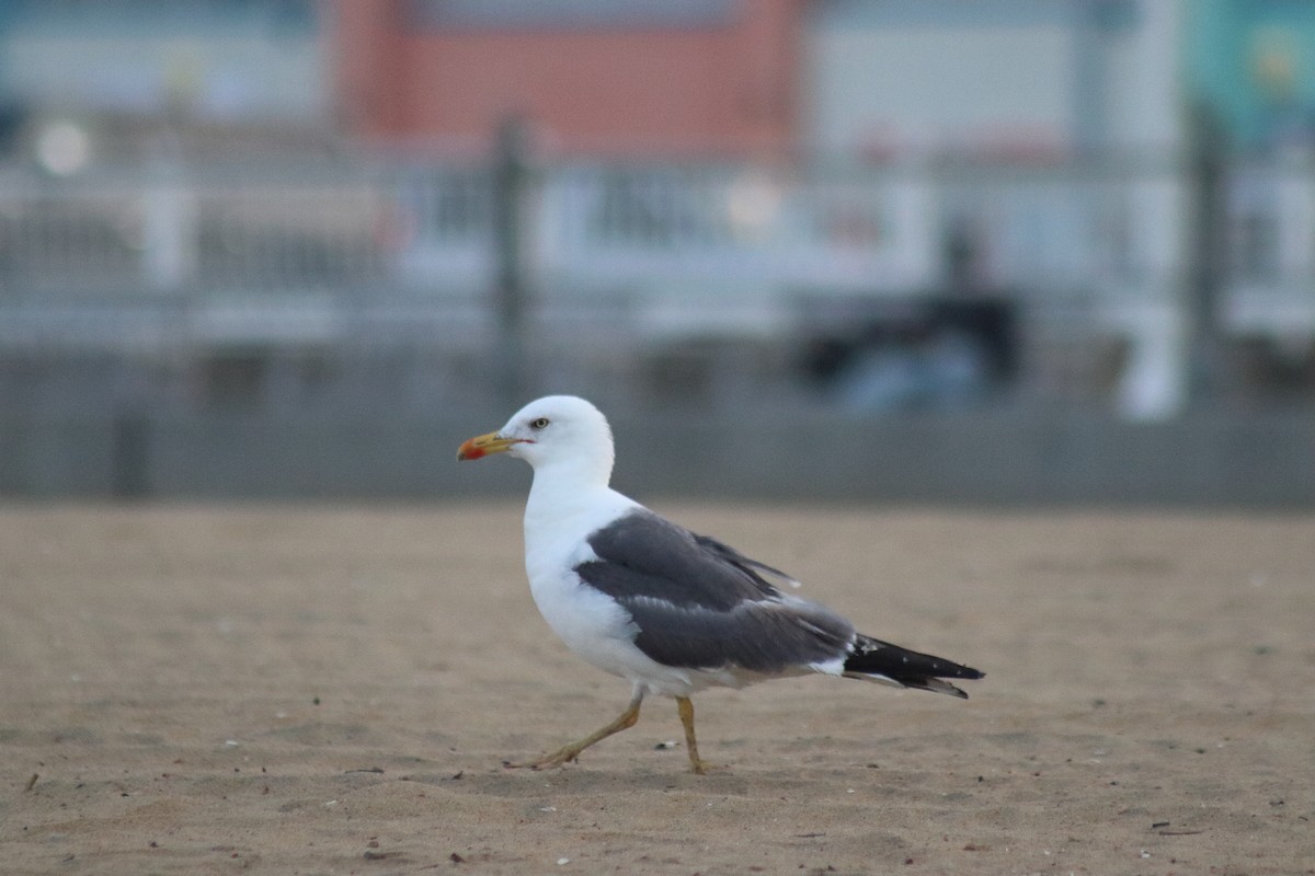 Goéland brun - ML644650803