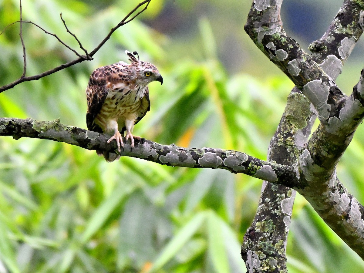 Шуляк азійський - ML644650805