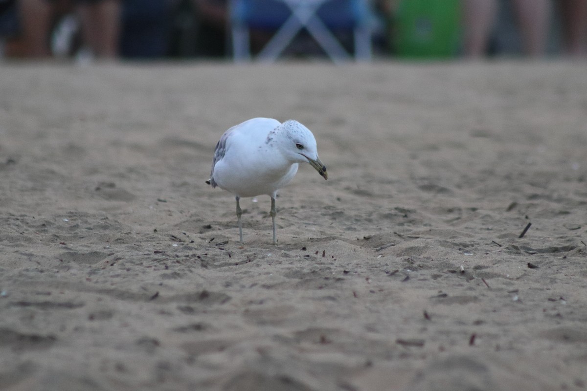 Goéland à bec cerclé - ML644650811