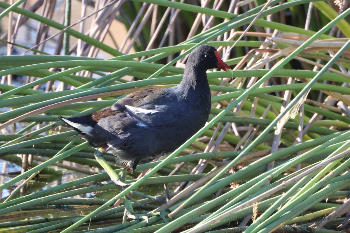 amerikasivhøne - ML644650816