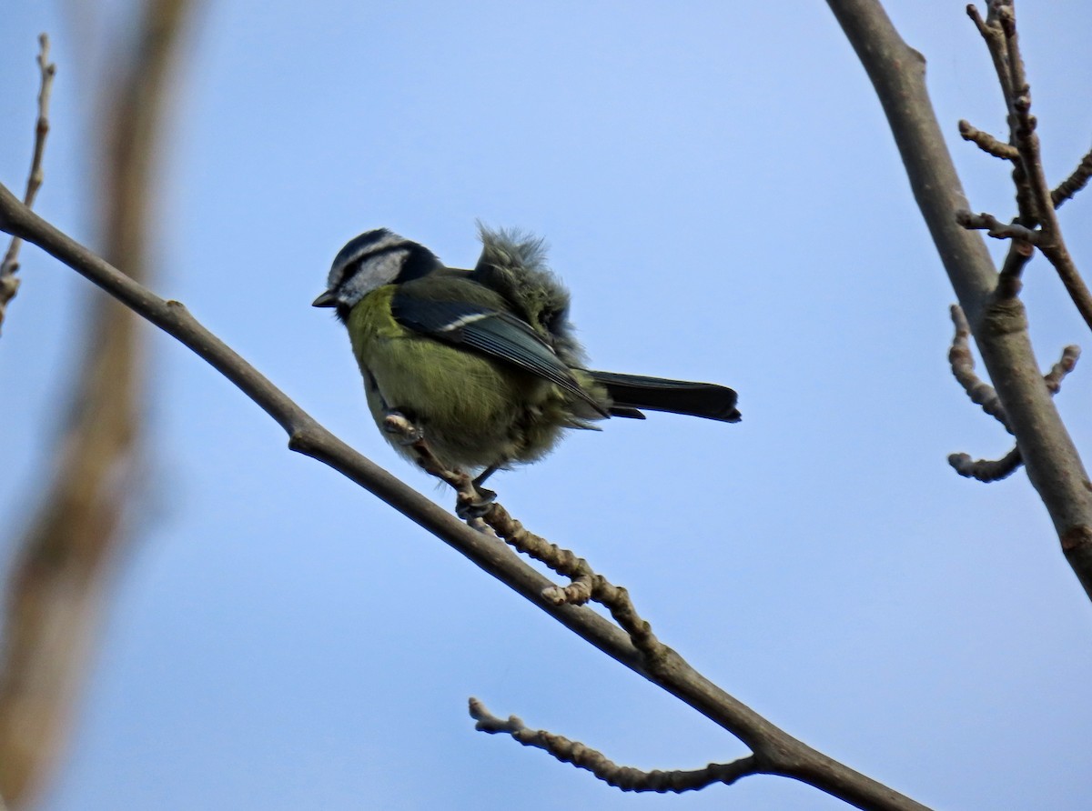 Eurasian Blue Tit - ML644650818