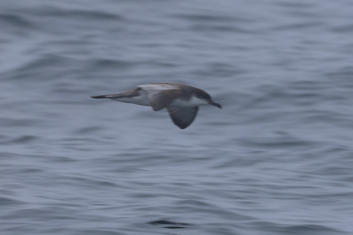 Буллеров буревестник - ML644650821