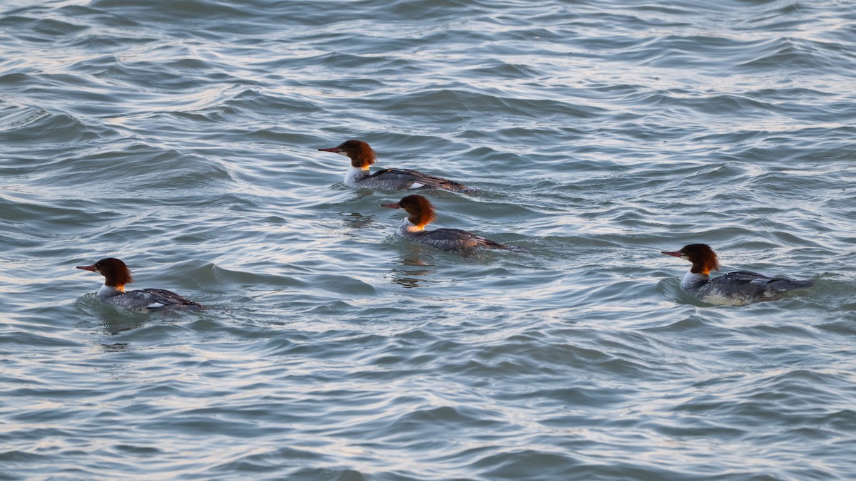 Grand Harle - ML644650827