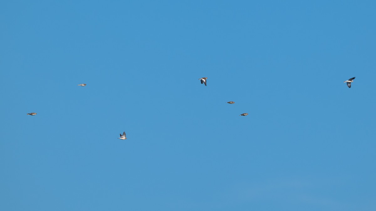 Plectrophane des neiges - ML644650840