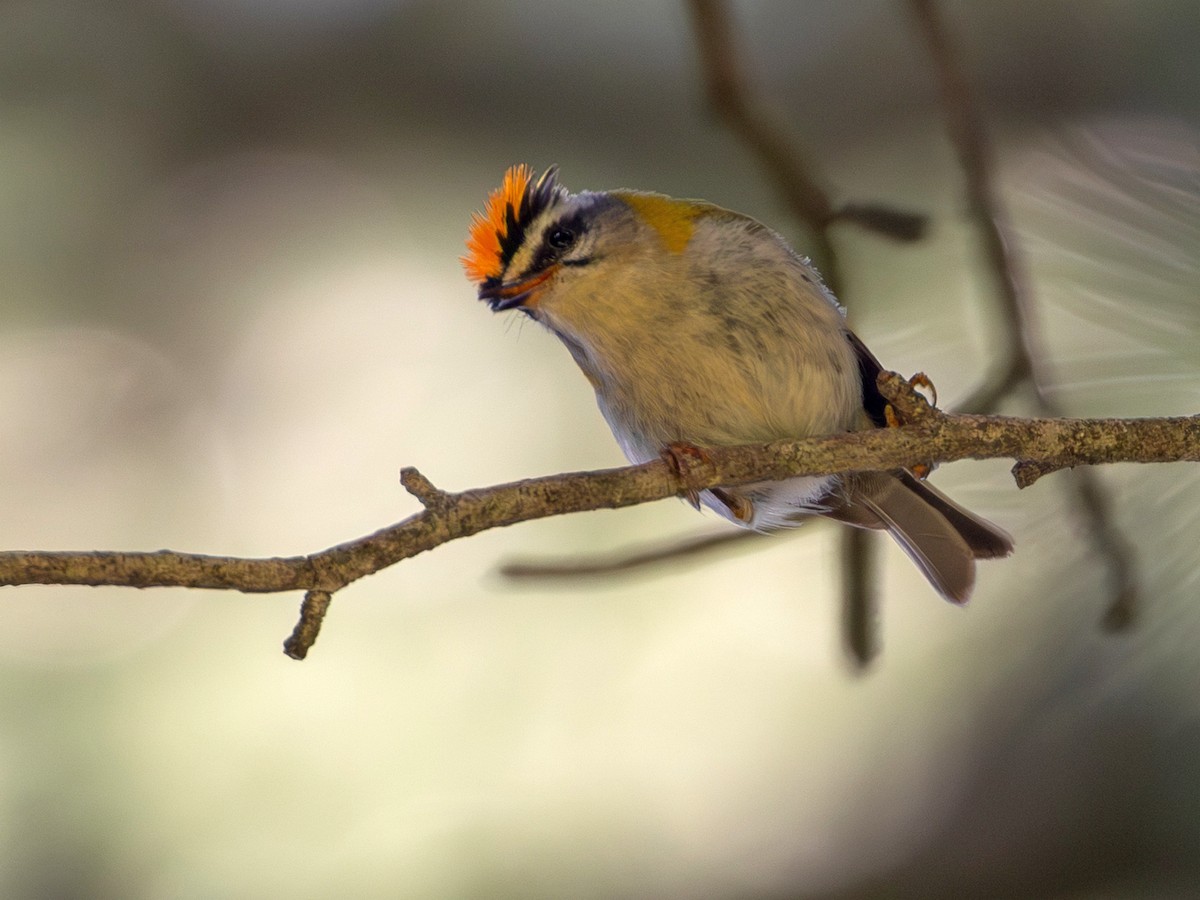 Common Firecrest - ML644650841