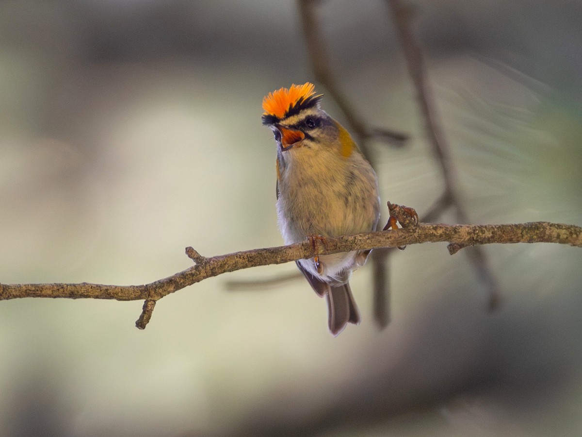 Common Firecrest - ML644650842