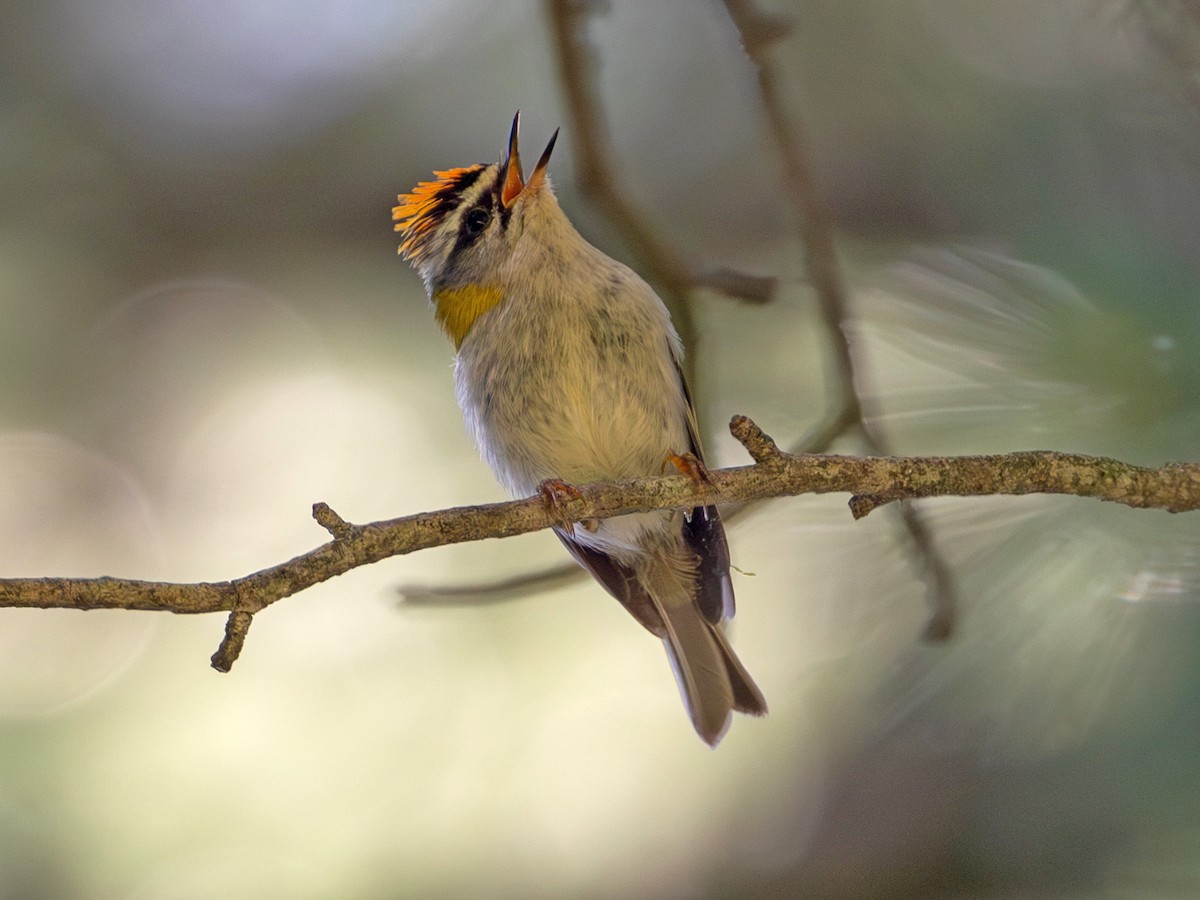 Common Firecrest - ML644650843