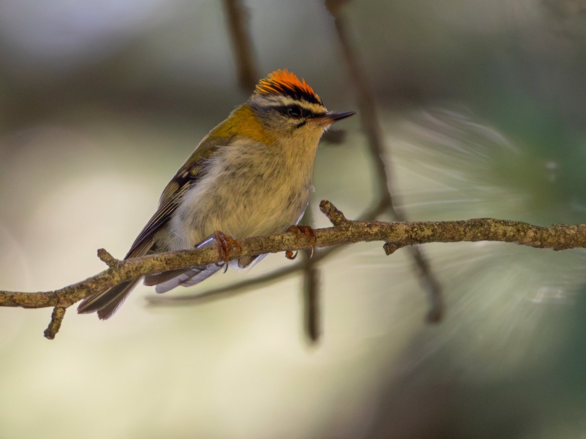 Common Firecrest - ML644650844