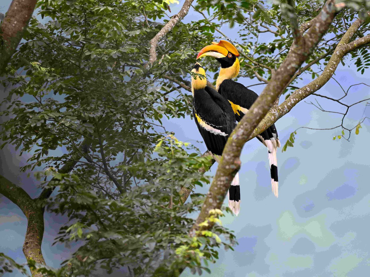 Гомрай дворогий - ML644650852