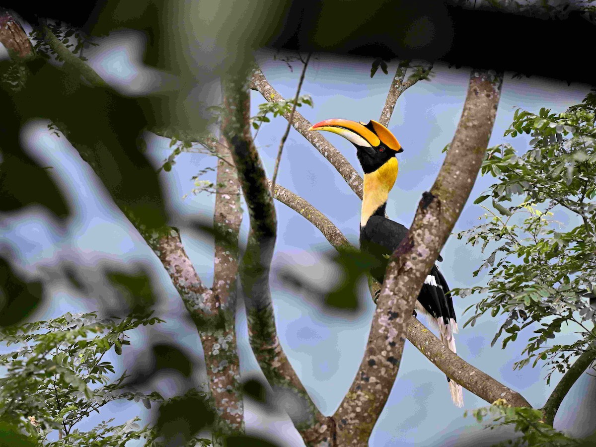 Гомрай дворогий - ML644650853