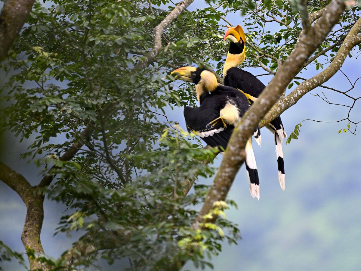 Гомрай дворогий - ML644650854