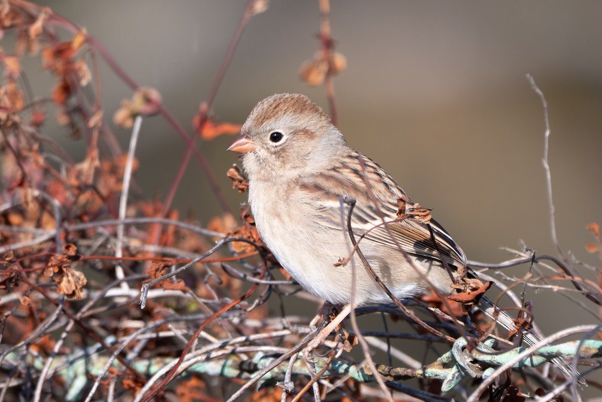 Bruant des champs - ML644650861