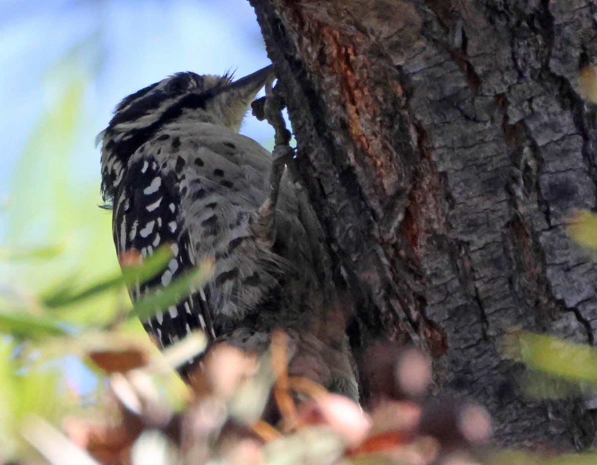 Nuttallspecht - ML644650865