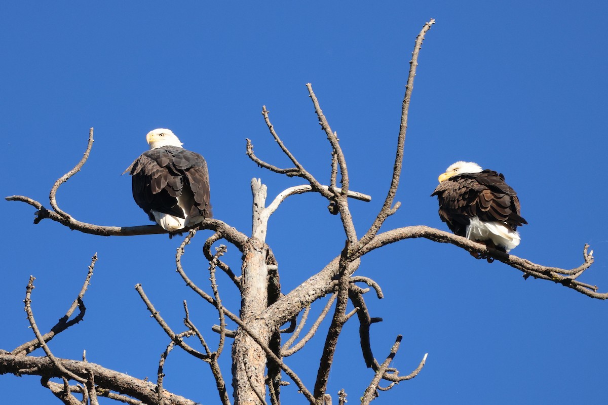 Орлан білоголовий - ML644650867
