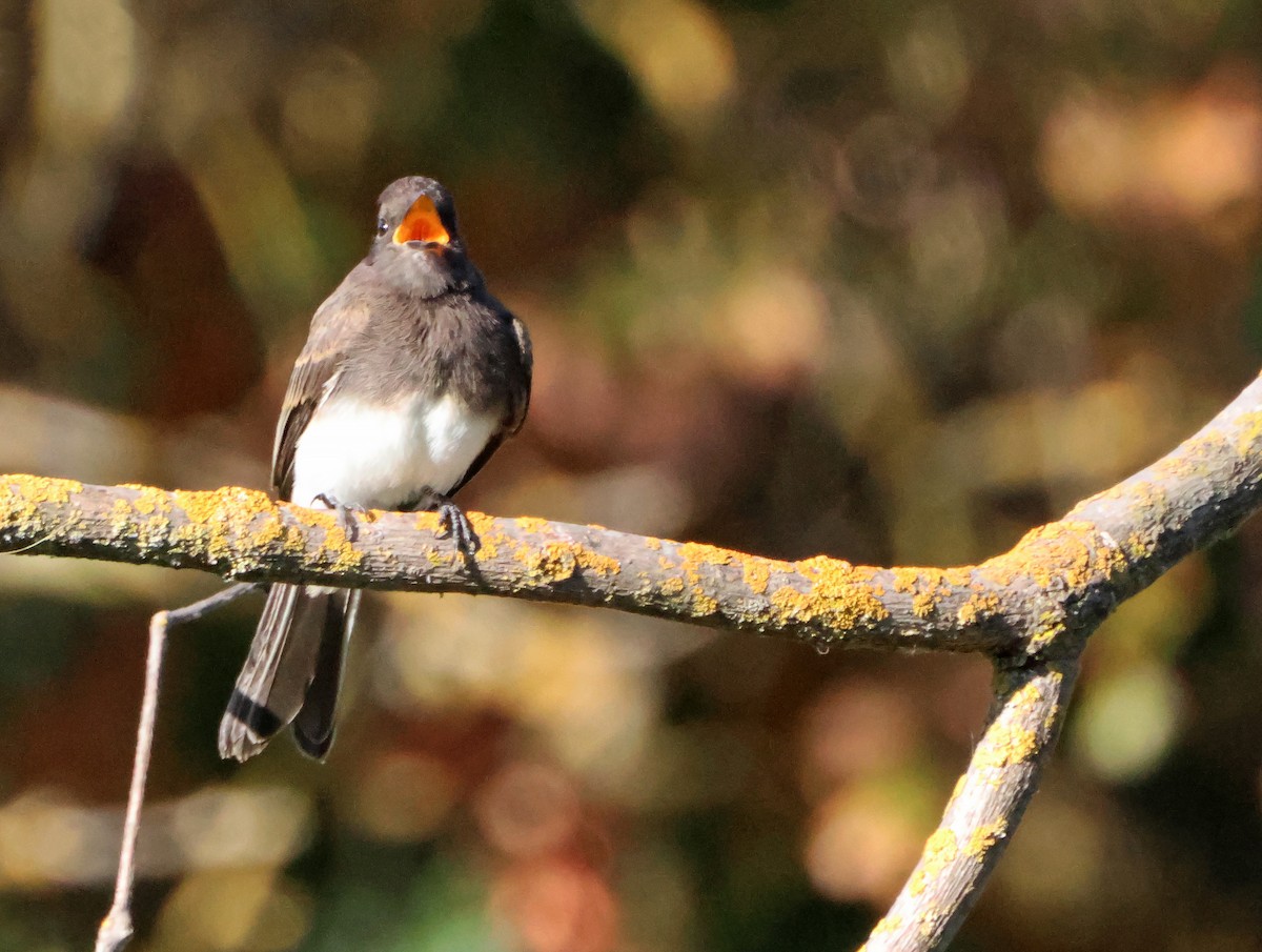 svartfibi - ML644650870