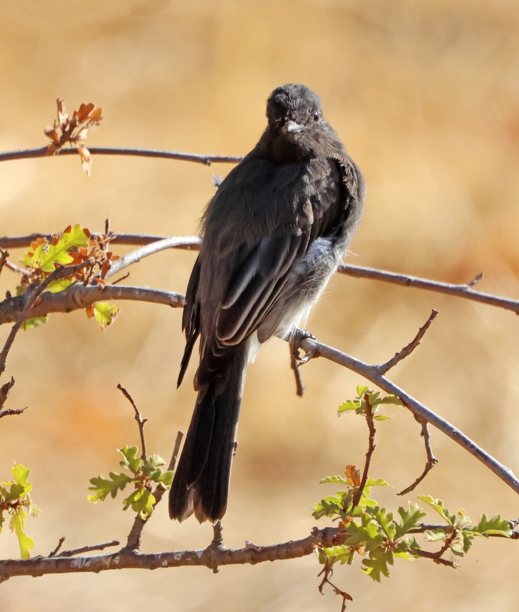 svartfibi - ML644650872