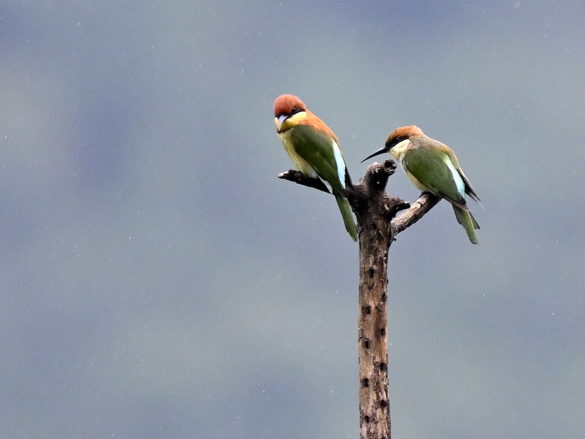 Бджолоїдка індійська - ML644650874