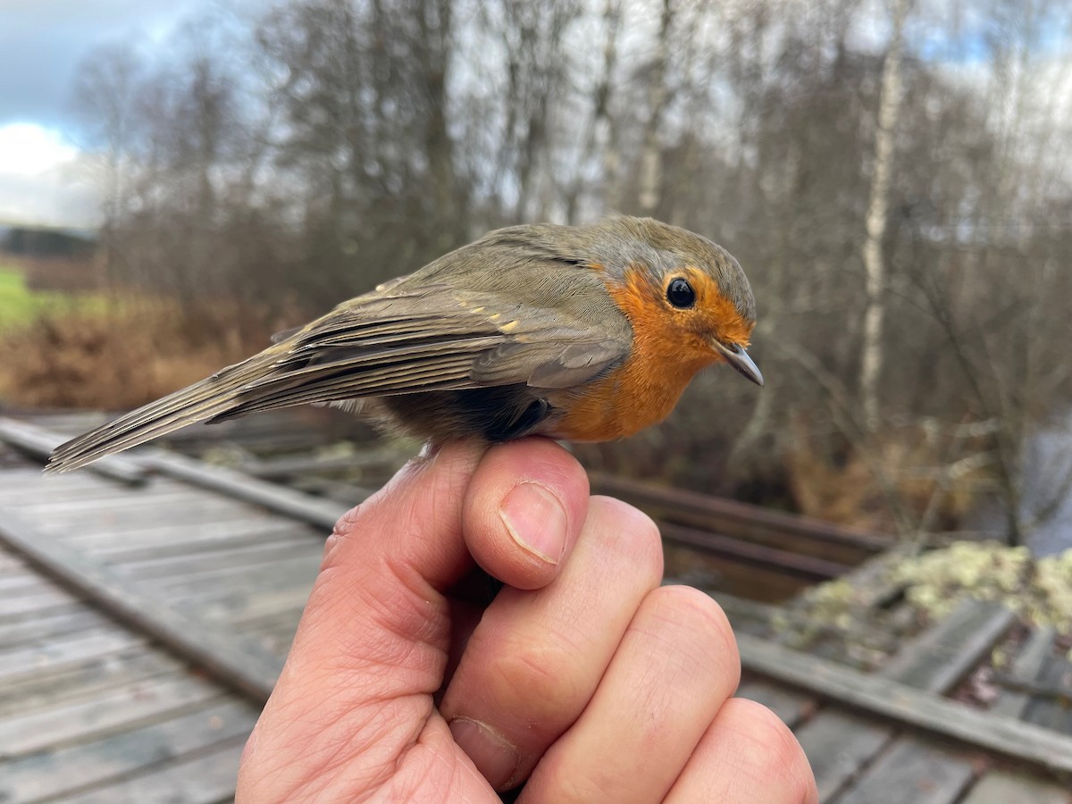 rødstrupe - ML644650881