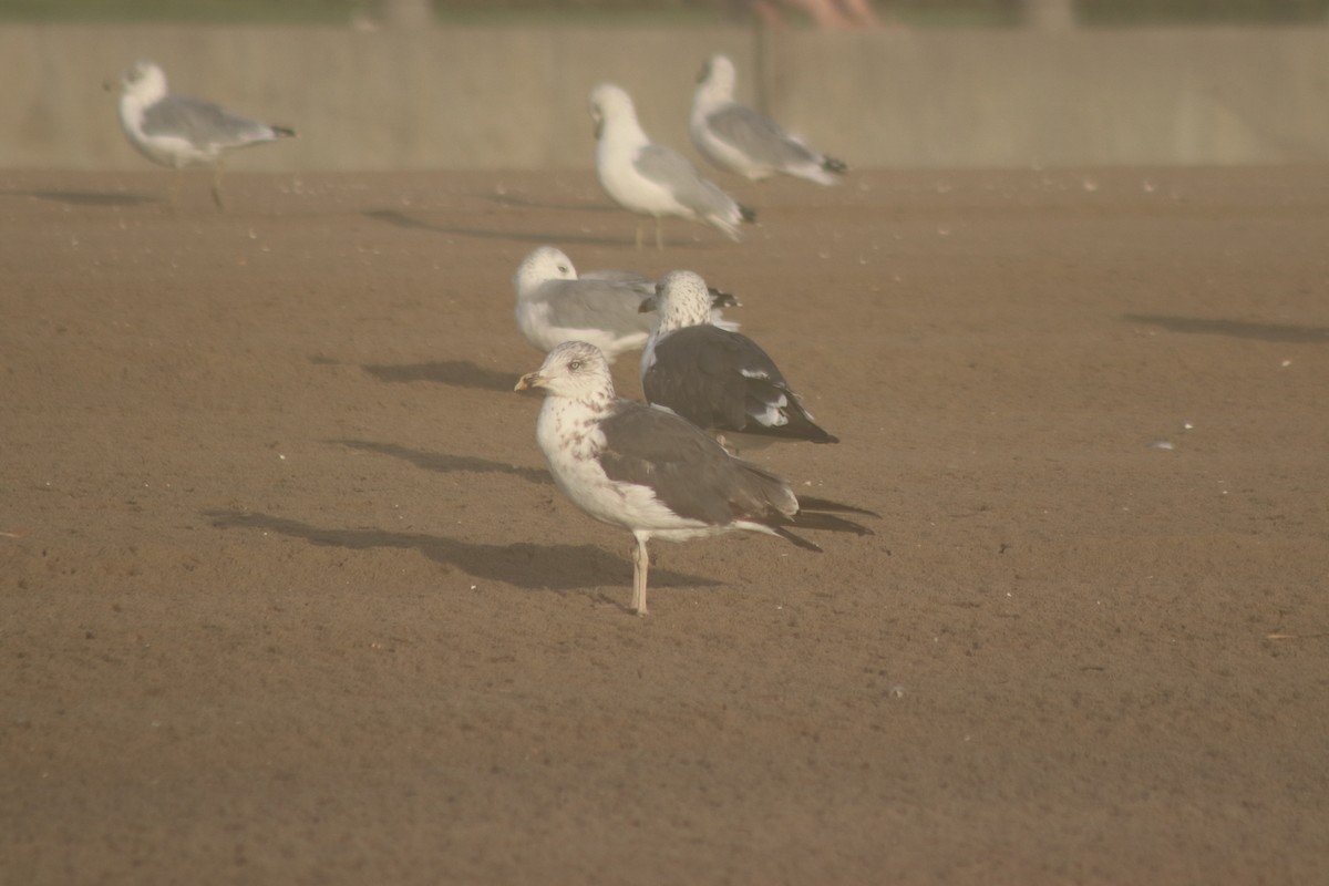 Goéland brun - ML644650892